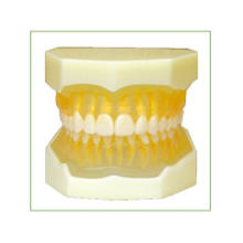 Removable Polyster Model for Dental Study